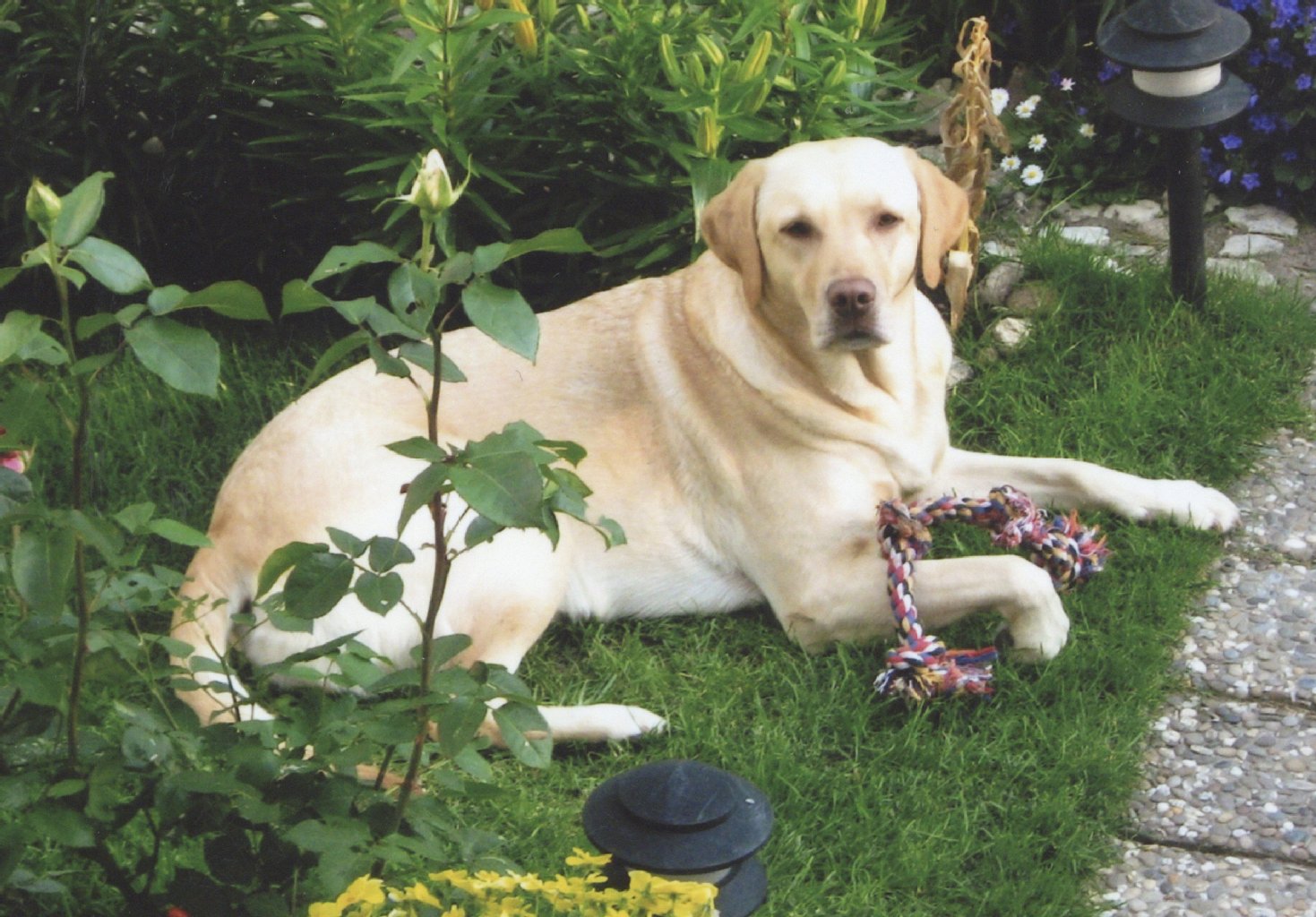 Abby (7 Jahre), Labrador-Dame: liebt Streicheleinheiten (von jedem, den sie erreichen kann), weiß genau, wann Kaffee- und Abendbrotzeit ist, kommt mit allen Menschen und Hunden klar.