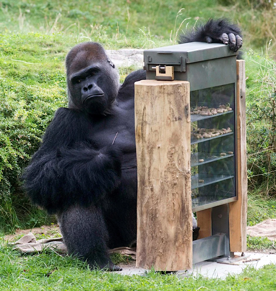 Gorilla Ivo an der so genannten Stocherbox.