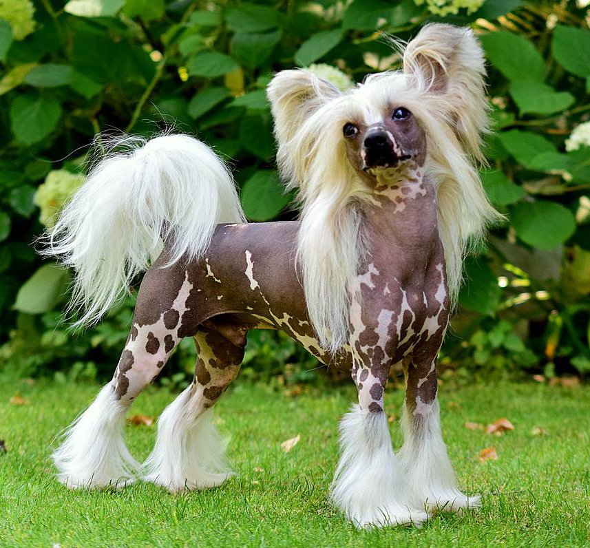 Lord (18 Monate) ist ein Chinese Crested Dog (hairless), ein Chinesischer Schopfhund. Er ist aufmerksam, agil, fotogen, verspielt und verschmust. Ein kleiner Clown wenn er im Mittelpunkt steht.