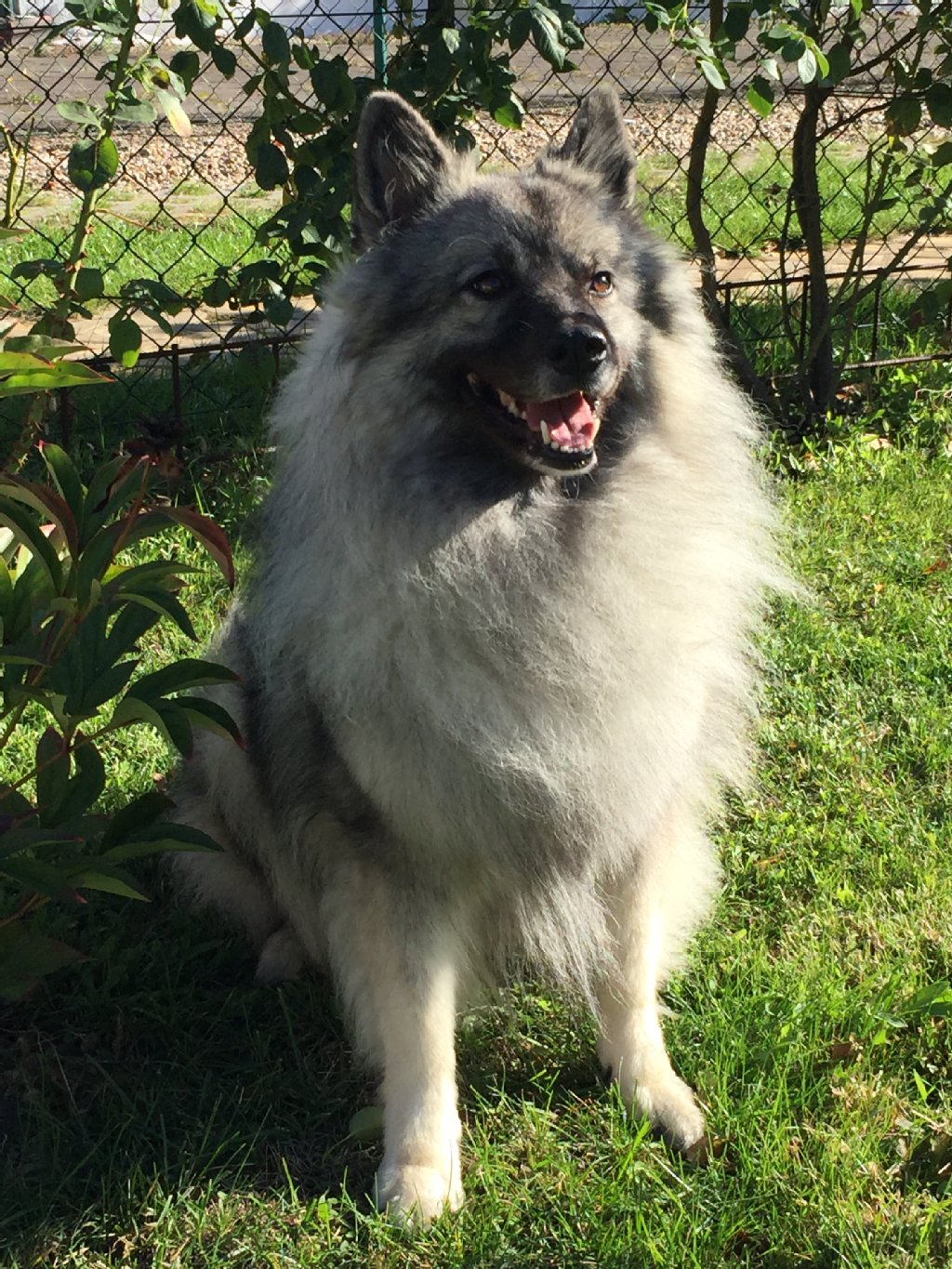 Bakira von Hannßenshof (3,5 Jahre) ist ein Wolfsspitz, verspielt, liebenswert, vernascht und dominant.