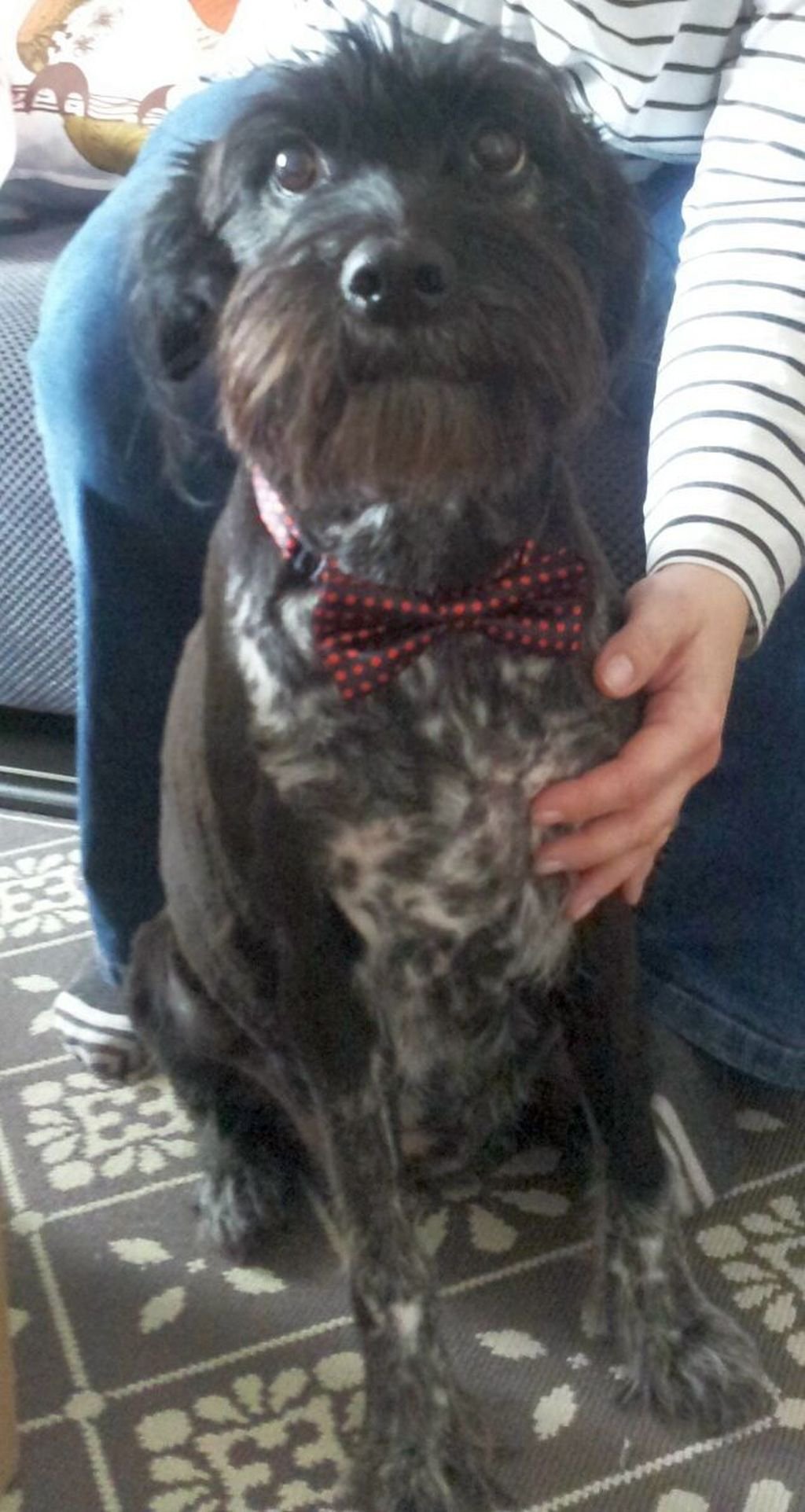 Fluffy (10 Jahre) ist eine Terrier-Schnauzer-Mix-Hündi: eigensinnig, etwas stur, aber trotzdem gehorsam, sehr lieb, anhänglich und eine echt faule Socke, die am liebsten auf dem Rücken (Beine nach oben) in ihrem Korb schläft. Sie ist ein notorischer Schwanzwedler und freut sich über jeden, der ihr begegnet.