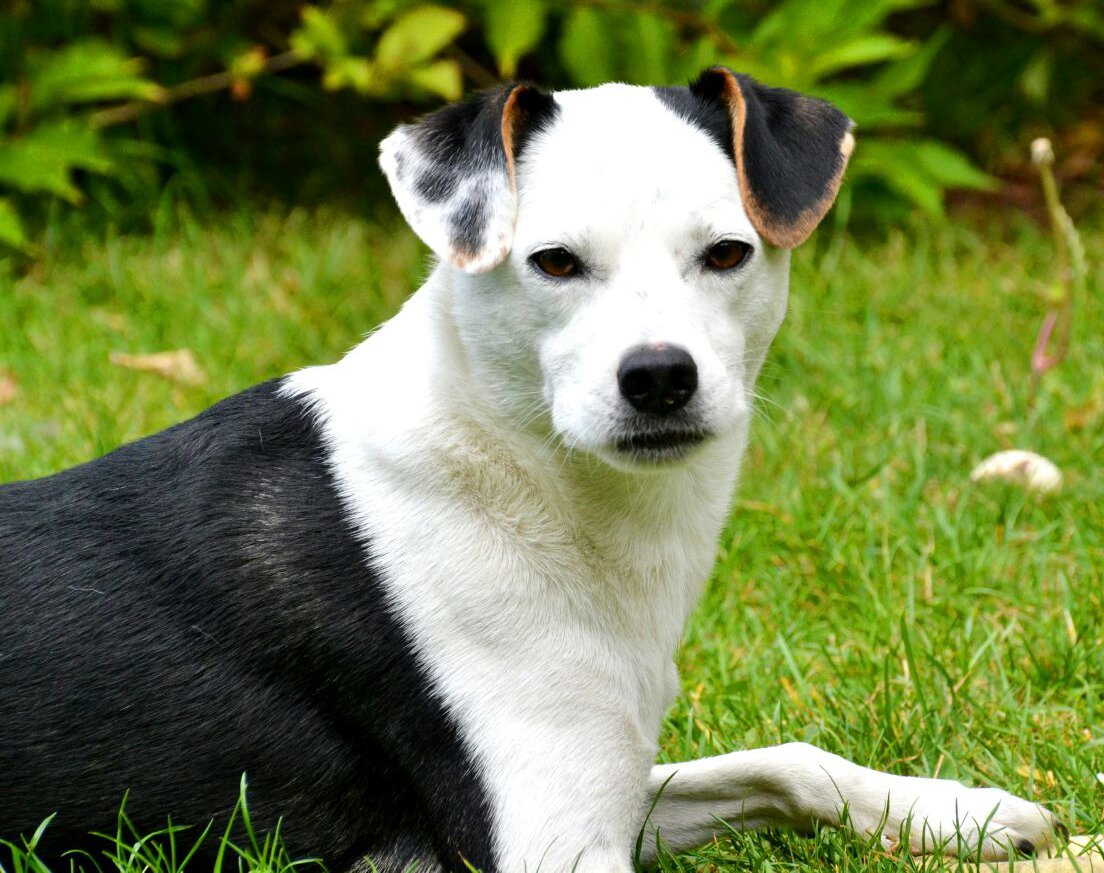 Goofy (3 Jahre) ist ein Jack Russel Pinscher Mix. Er ist sportlich, liebt das Rennen und vor allem das jagen. Er hätte auch eine Katze werden können,  da er super gerne Mäuse jagt und leider auch fängt. Im Garten ist er der Chef. Keine Fliege darf dort landen. Man kann ihn vom Gesicht her mit einem kleinen Eisbären vergleichen