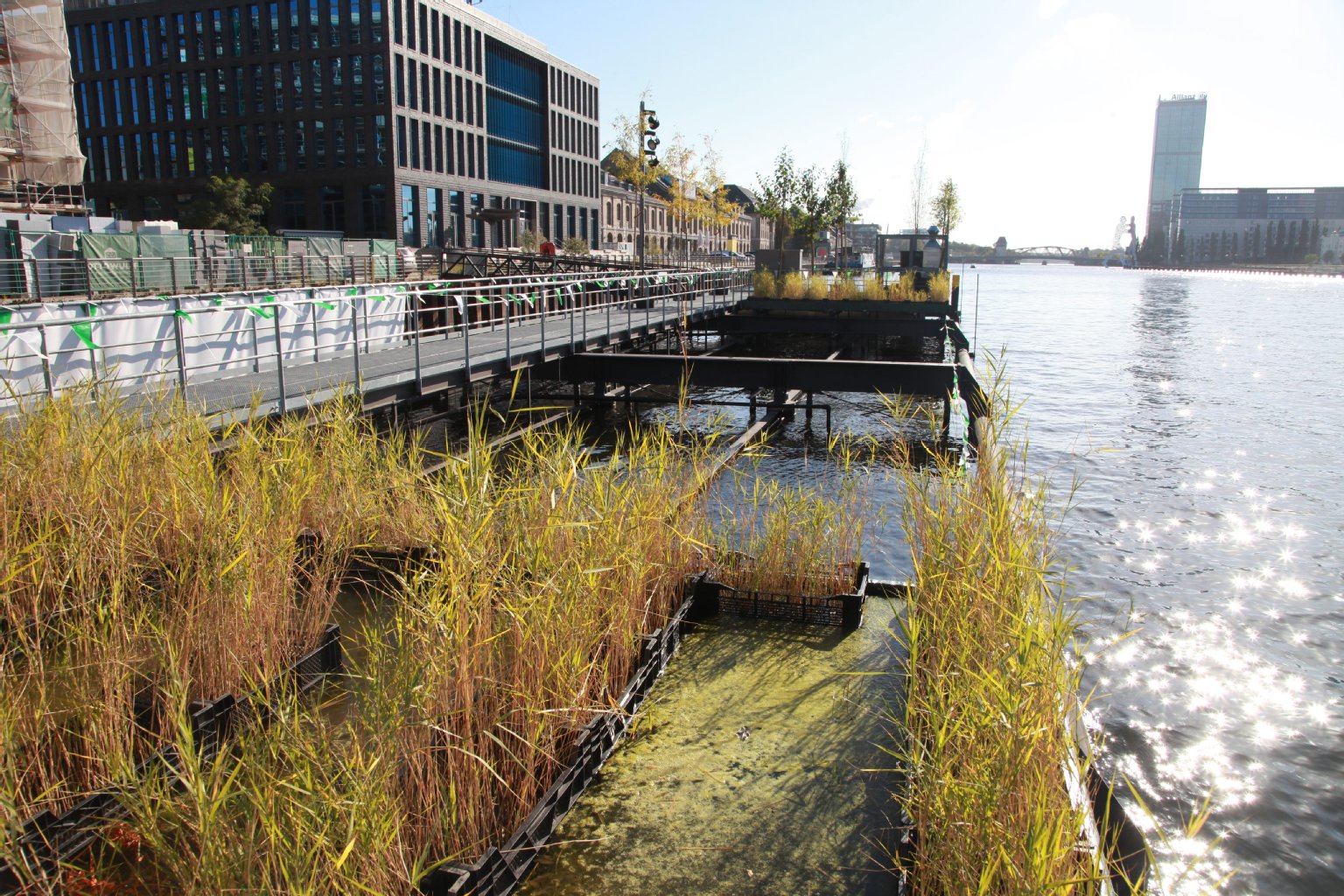 Schilf und 26 Bäume in Kübeln wachsen auf der Abwasser-Insel. Künftige Speicher bräuchten nicht wie das Pilotprojekt so viele Aufbauten über Wasser, wären kaum zu sehen.