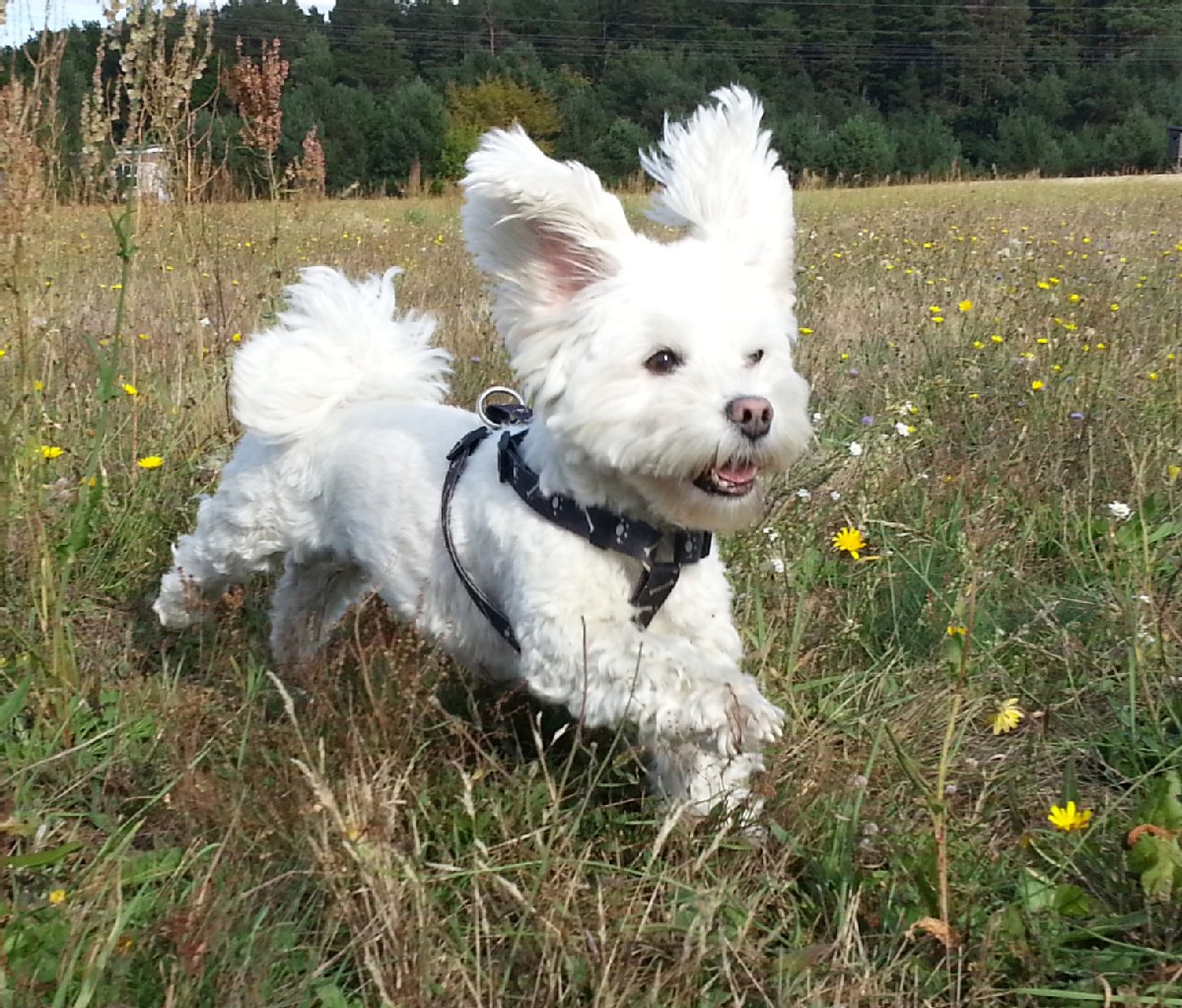 Peppy (8 Jahre), Malteser: Liebt die Frauen und verschreckt die Männer. Isst am liebsten Gemüse. Hatte früher ein schweres Leben und ist nun endlich im Hundeparadies angekommen.