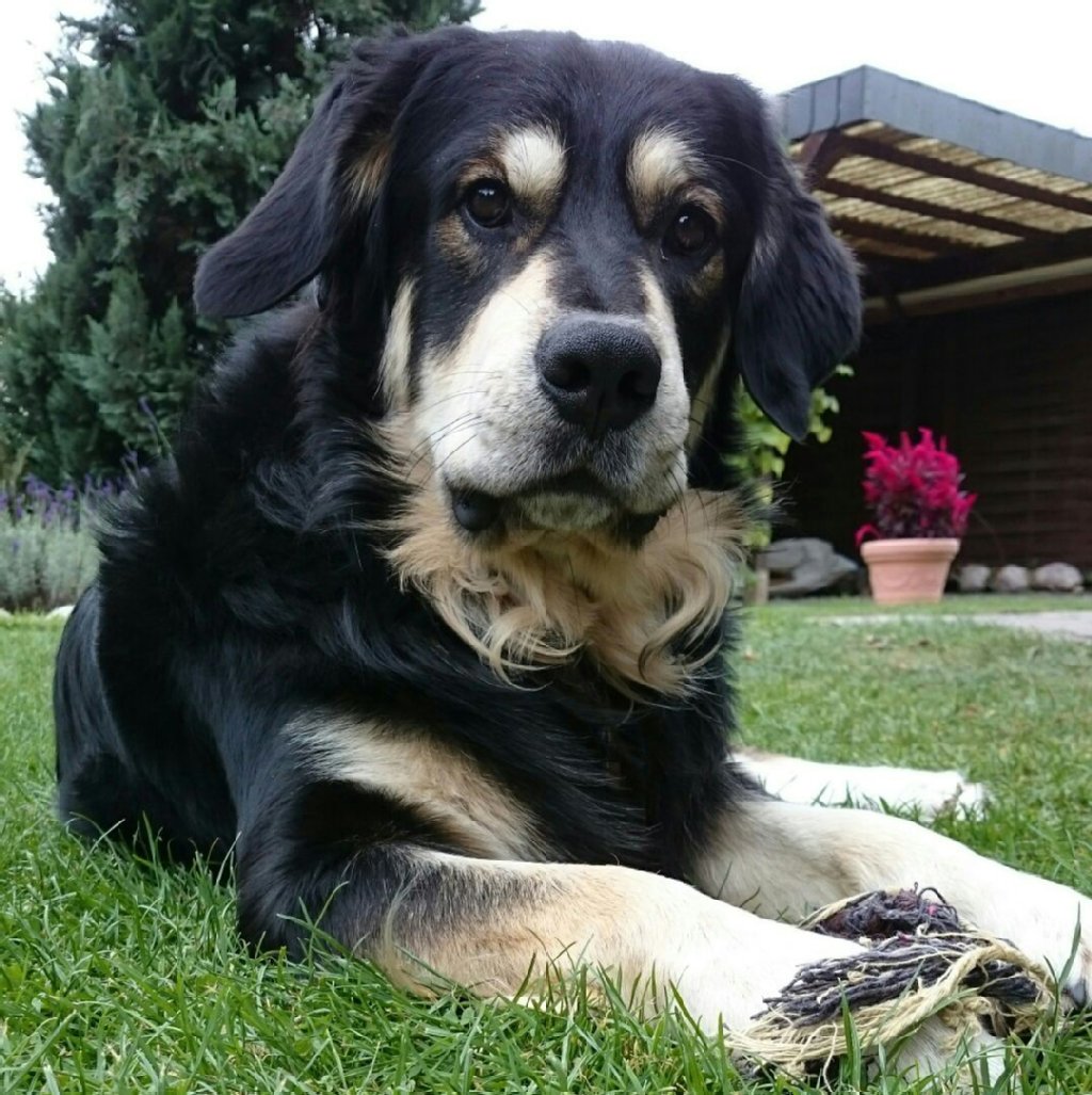 Locke (1 Jahr) ist eine Mischung aus Labrador und Golden Retriever, ausgeglichen und lieb. Er mag Menschen und andere Hunde, liebt Autofahren und Wasser.