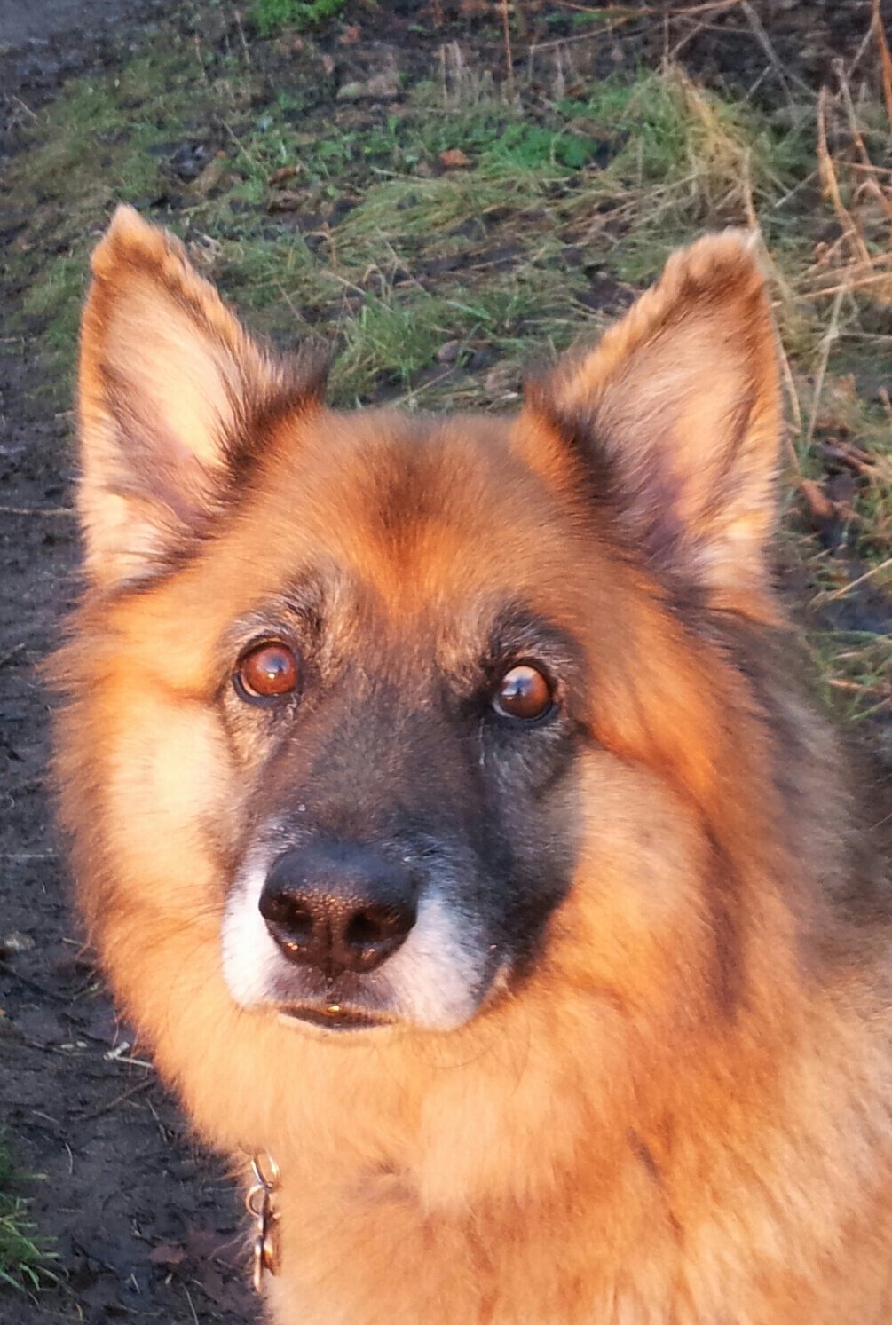 Jule (9), ein Schäferhund/Husky-Mix, möchte immer gefallen - ein absoluter Hörhund!