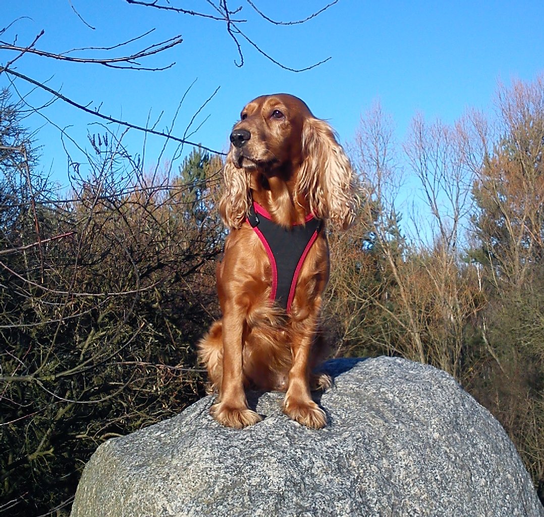 Gina (7 Jahre) ist eine temperamentvolle, gelehrige, kinderliebe, wachsame, neugierige, sehr liebebedürftige, aber auch sehr eifersüchtige Cocker-Spaniel-Dame, die ihre 2 Kuscheltiere über alles liebt.