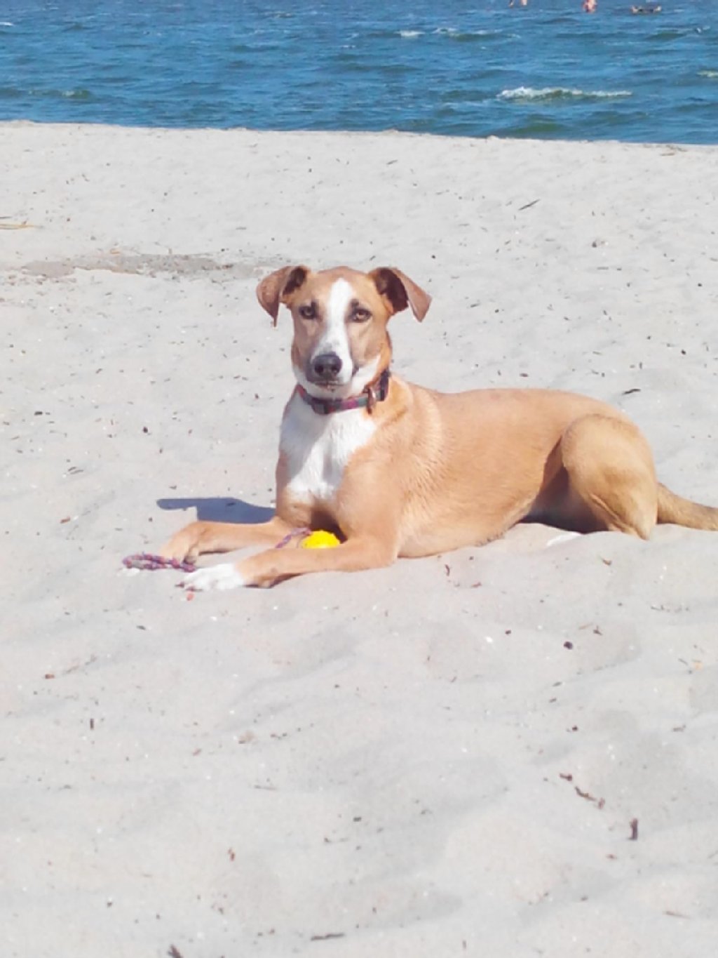 Laika (2), Mischlingsdame, ist eine absolute  Wasserratte, die sich mit allen Hunden und Menschen verträgt.