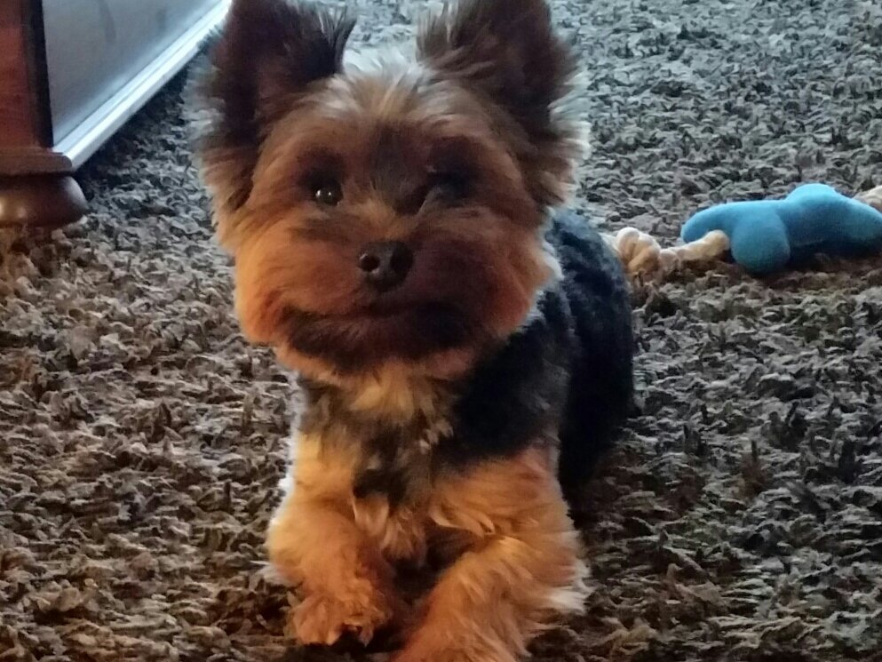 Udil von Bilkenhof, genannt: "Udi" (3 Jahre), ein Yorkshire Terrier, ist ein lustiger kleiner Kobold, der ausgedehnte Spaziergänge mag, total gerne mit Frauchen tobt und seine Quietschspielzeugsammlung liebt.