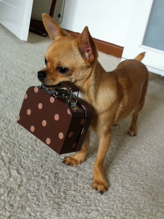 Paulinchen (4 Jahre) ist eine sture, verschmuste und treue Chihuahua-Hündin.