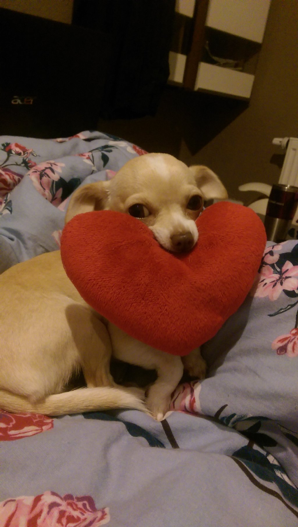 Coco (3,5 Jahre) ist ein verspielter, verschmuster, einfach süßer Chihuahua mit großem Respekt vor Katzen.