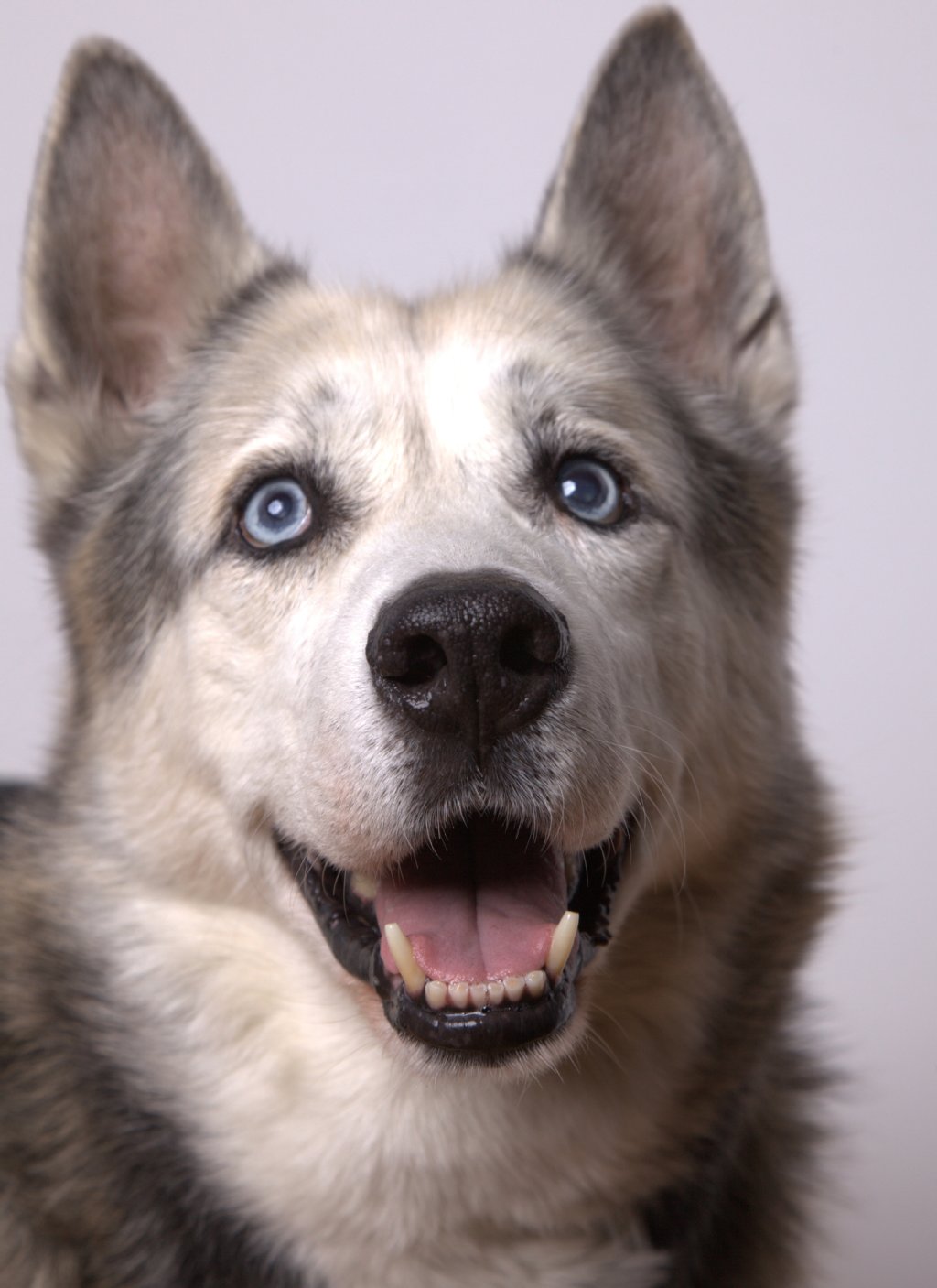 Nash (13 Jahre) ist ein Husky-DSH-Mix, der sehr ruhig, ausgeglichen als "die graue Eminenz" die Dinge im Hintergrund regelt.