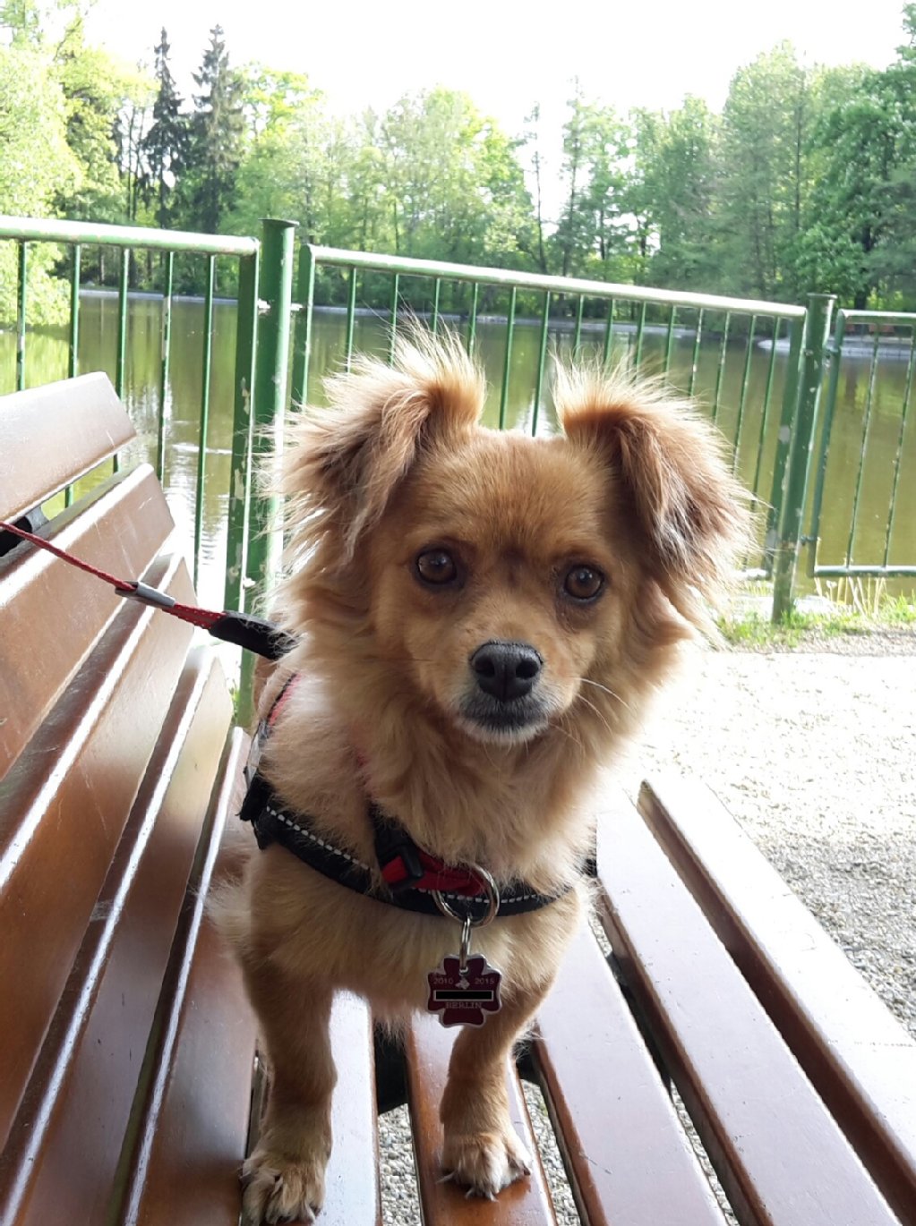 Mischlings-Dame Kasa (7 Jahre) schnarcht gerne auf Couch, Bett oder in ihrem Körbchen, flitzt im Tiergarten umher, wo sie es schon aus Prinzip bellend nur mit den größten Hunden aufnimmt. Als echte Berlinerin frisst sie gern Dönerfleisch.