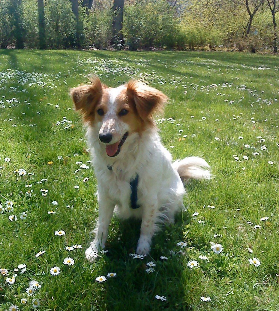 Malte (8 Jahre) ist ein Dackel - Schelty Mischling, der gern Frauen auf der Straße hinterhersieht. Er ist ein ganz Lieber, der andere Hunde, die ihm unsympatisch sind, links liegen lässt.