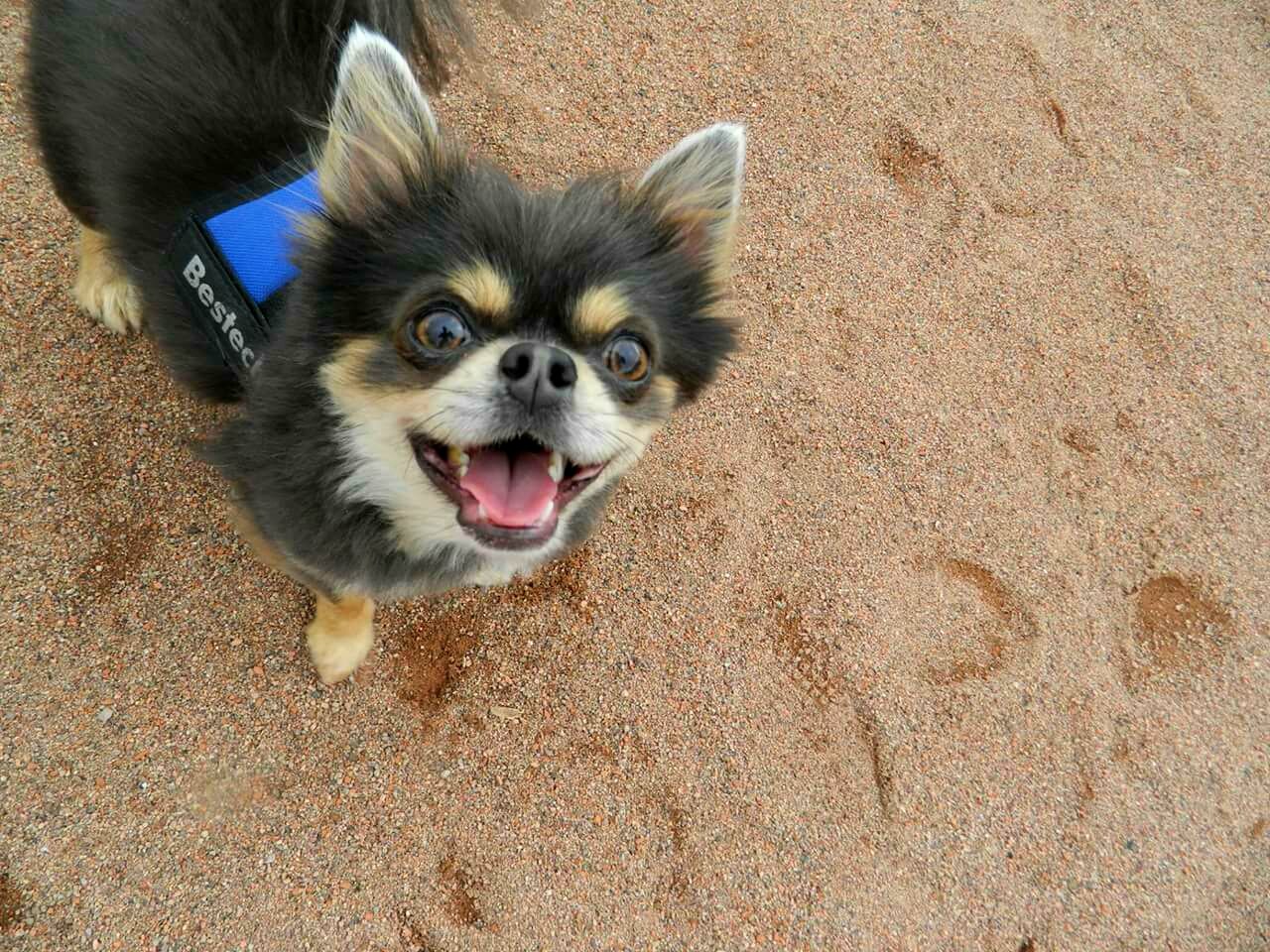 Chicco (2 1/2 Jahre) ist ein Chihuahua, der aus dem Tierheim geholt wurde und für sein Leben gern frisst und schmust. Er ist sehr gelehrig, aber auch stur. Regen mag er gar nicht. o