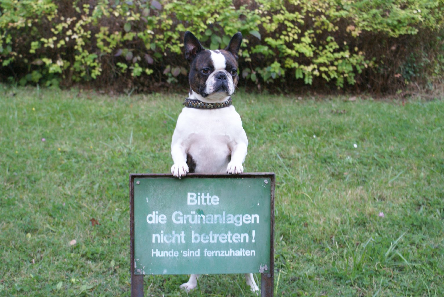 Kenny (5 Jahre) ist ein Boston Terrier. Als Vater von bereits zehn Präsidentenkindern ist er sehr sportlich und intelligent, was ihm Turnierhundesport zugute kommt.