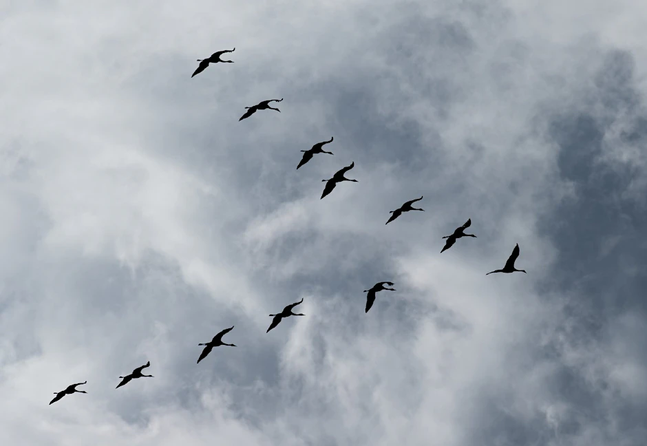 In diesen Tagen sind viele der Vogelarten (hier: Kraniche) in Deutschland dabei, sich auf den Abflug in wärmere Gefilde vorzubereiten.