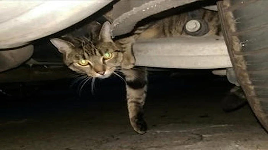 So hilflos eingeklemmt musste der kleine Kater Geschwindigkeiten bis zu 160 km/h aushalten.