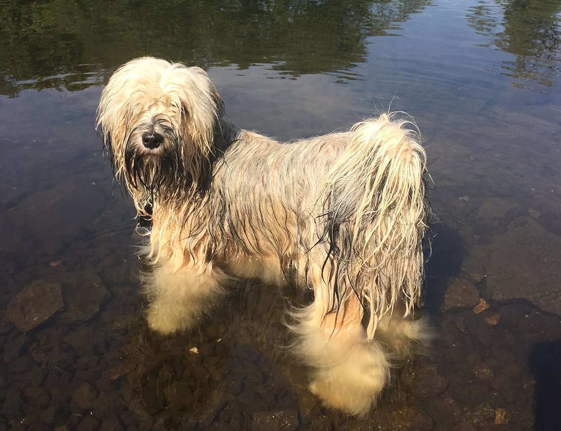 Michel (1 Jahr) ist ein Tibet Terrier. Er ist sehr verspielt, stänkert gern mit seiner Schwester und spielt sich dazu gern als Boss auf. Seine große Liebe ist sein Ball, kaum aus dem Auto, schon sind die Augen und die Aufmerksamkeit nur auf ihn gerichtet. Ins Wasser geht er auch gern, vorzugsweise natürlich mit Ball. Michel ist auch manchmal ein kleiner Angsthase. Ein vorbeikommender Kinderwagen wird schon mal für ein riesiges Monster gehalten, genauso gelbe Säcke im Dunkeln.