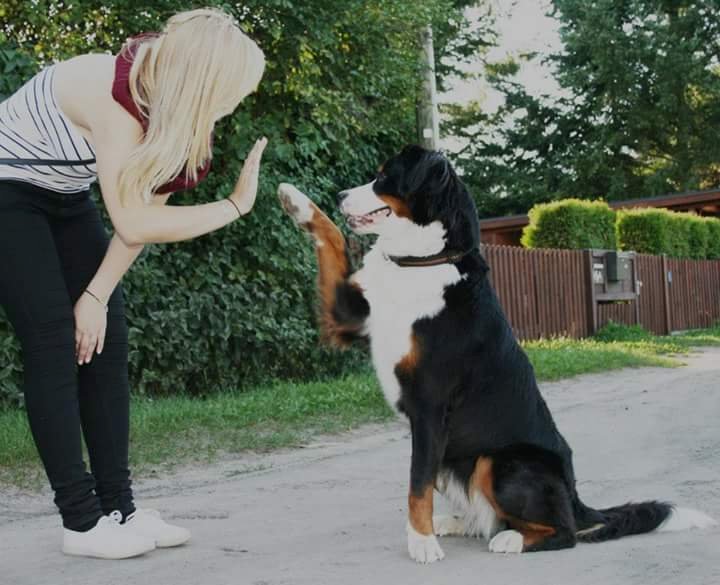 Maja (4): Der Berner Sennenhund verbringt die meiste Zeit mit dem Herrchen beim täglichen stundenlangen Spazieren und Spielen. So hält sie hält die Familie mit ihrem Temperament fit.