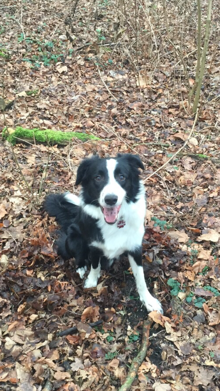 Benny (1): Der Border-Collie liebt Fahrrad fahren und schwimmen. Gegenüber anderen Menschen ist er sehr schüchtern und braucht immer ein wenig ehe er sich mit ihnen anfreundet. Anderen Hunden gegenüber ist er immer offen und möchte mit ihnen spielen. Ansonsten ist er sehr verkuschelt und liebt es, wenn man mit ihm Verstecken spielt.  