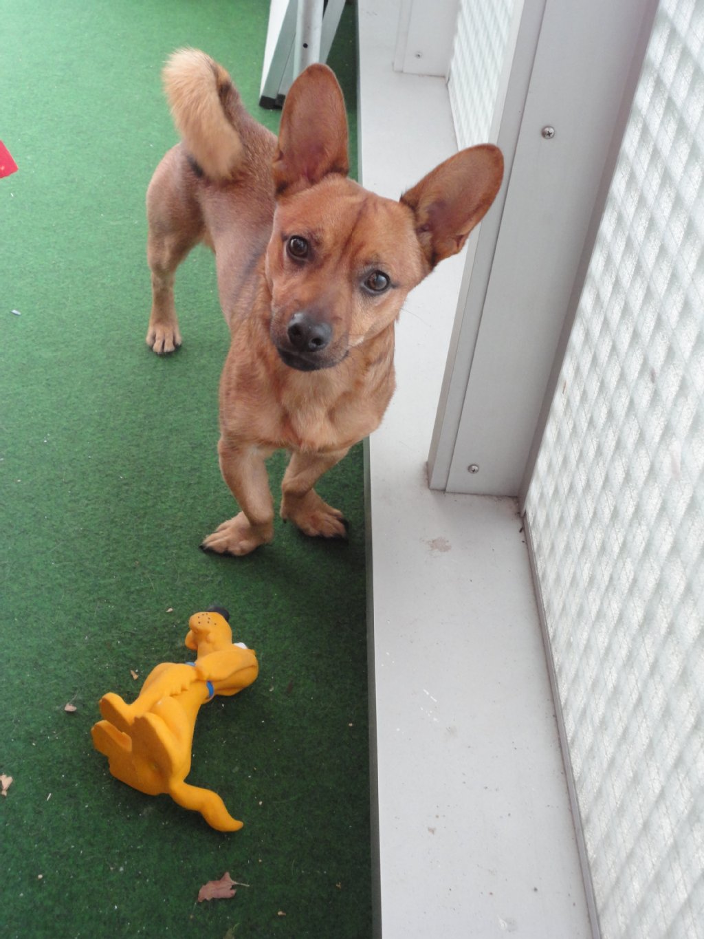 Balou (4): Der Dackel-Jack Russel Mix hat seine Charakterzüge hat er von beiden Rassen. Er ist stur und gutmütig wie ein Dackel und verspielt und verrückt wie ein Jack-Russel. Seine krummen Beinchen hat er vom Dackel geerbt.
