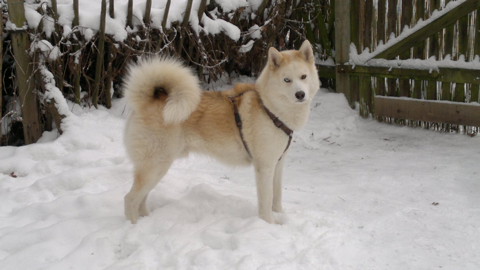 Bille (6): Das Sybirien Husky Männchen ist ein sehr eigenwilliger Freigeist, verschmust und taugt nicht als Wachhund. Er liebt alle Menschen - vom Kind bis zum Greis, begrüßt alle  freundlich und geht auf jeden zu, der ihn anspricht. 
