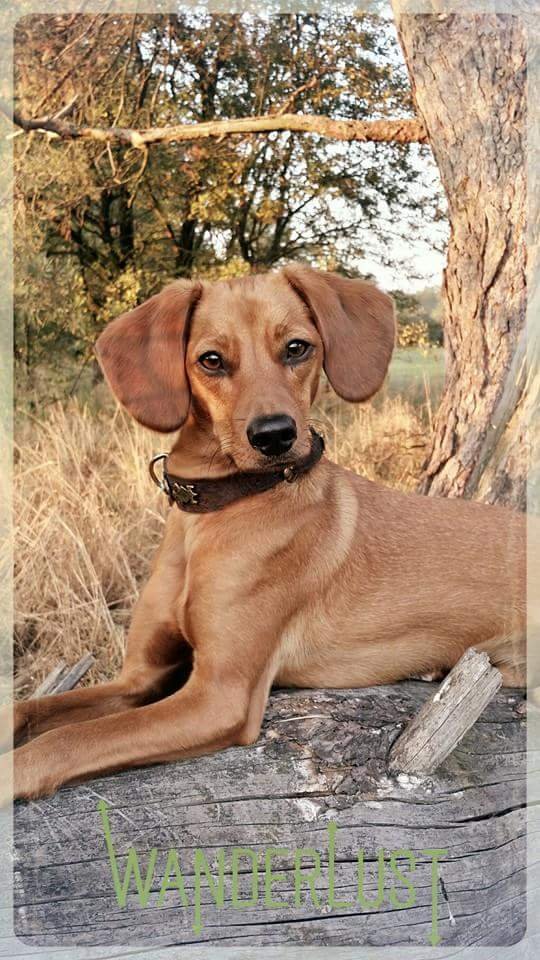 Sir Eddy (2): Der Pinschermix geht am liebsten auf ausgedehnte Waldspaziergänge. Wenn dann auch mal ein Ball fliegt, ist er ein glücklicher Hund mit dem man viel Spaß haben kann.