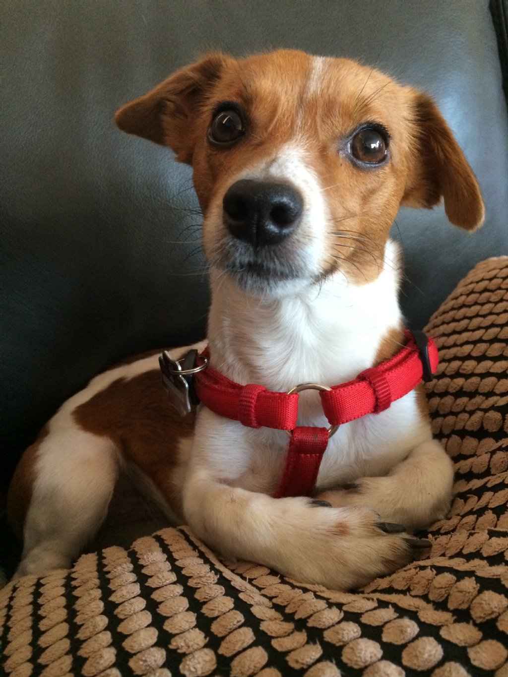 Nessi (2): Das Jack-Russel-Terrier Mädchen ist ein herzliches und sehr lebhaftes Tierchen. Sie möchte gerne Schmusen, Quatsch machen und rumtoben, am liebsten den ganzen Tag.  