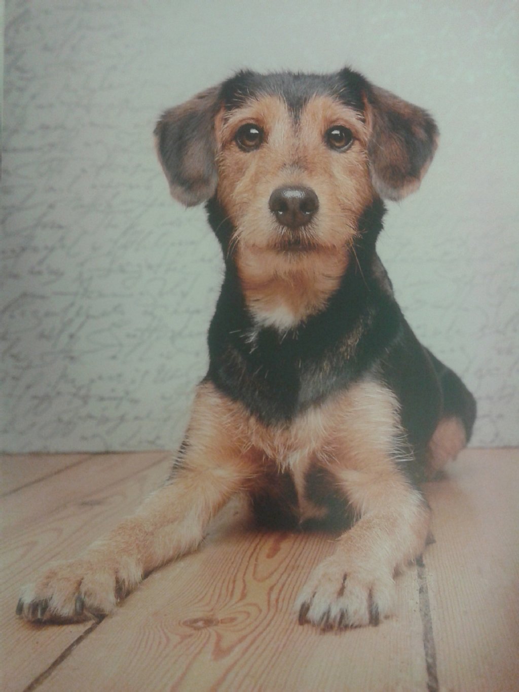 Lotte (4): Die Jagdterrier-Mischlings-Dame ist sehr gehorsam, kuschelbedürftig und kaum aus der Ruhe zu bringen.