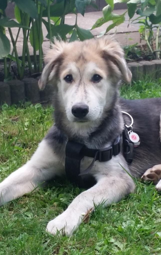 Chester (6 Monate): Der Sibirian Husky-Labrador Retriver Mix ist verspielt, kuschelbedürfig, frech, liebevoll und begrüßt jeden mit Freude.  