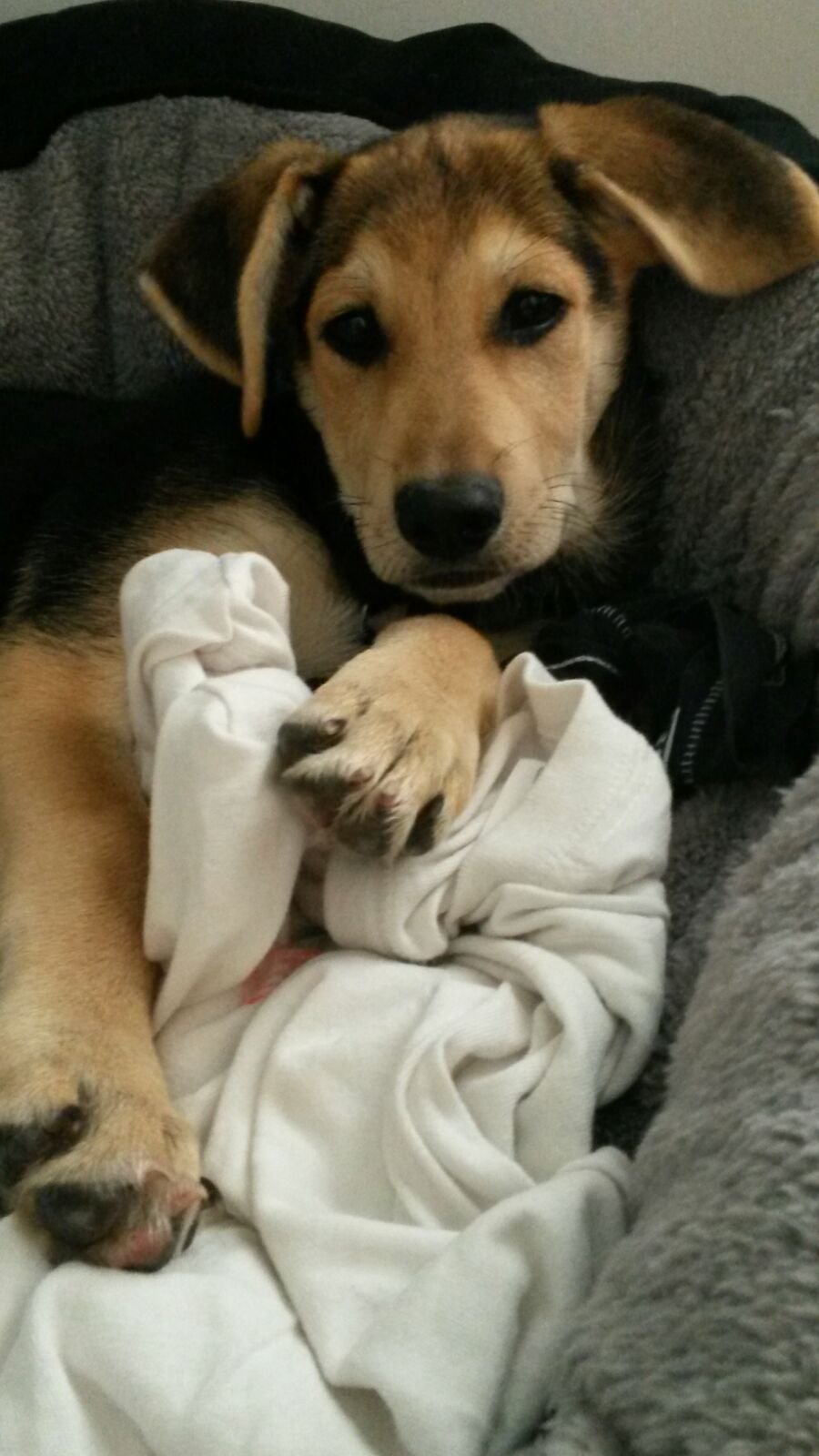 Inge (5 Monate): Der Schäferhund-Mix ist sehr verspielt, hat den den Kopf voller Flausen und stolpert gern mal über die eigenen Beine. Zu ihrer "Spezialität" gehört es, sich in vollem Lauf am Kopf zu kratzen und hierbei ungewollt Überschläge hinzulegen.