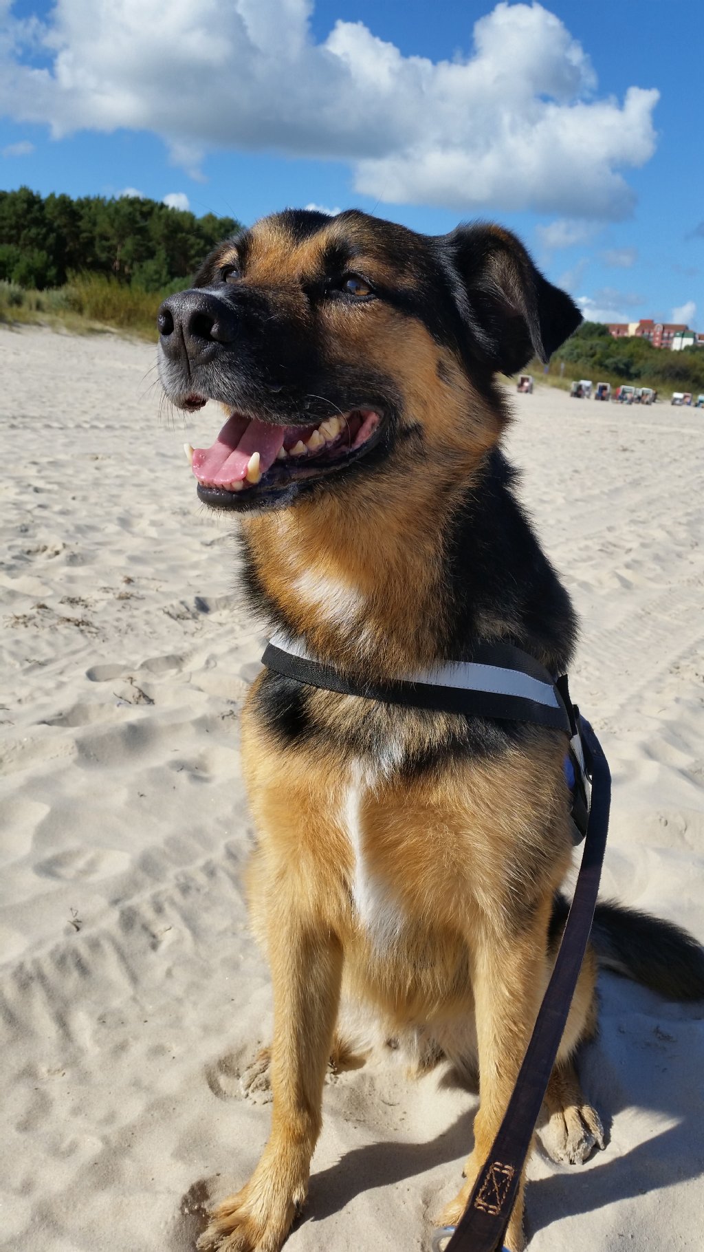 Odin (5): Der Deutsche Schäferhund Mix ist eine wahnsinnig treue Seele und sehr verschmust. Seiner Rasse getreu ist er aber auch ein richtig guter Wachhund und bringt seine Familie durch seine etwas tollpatschige Art auch immer wieder zum lachen  