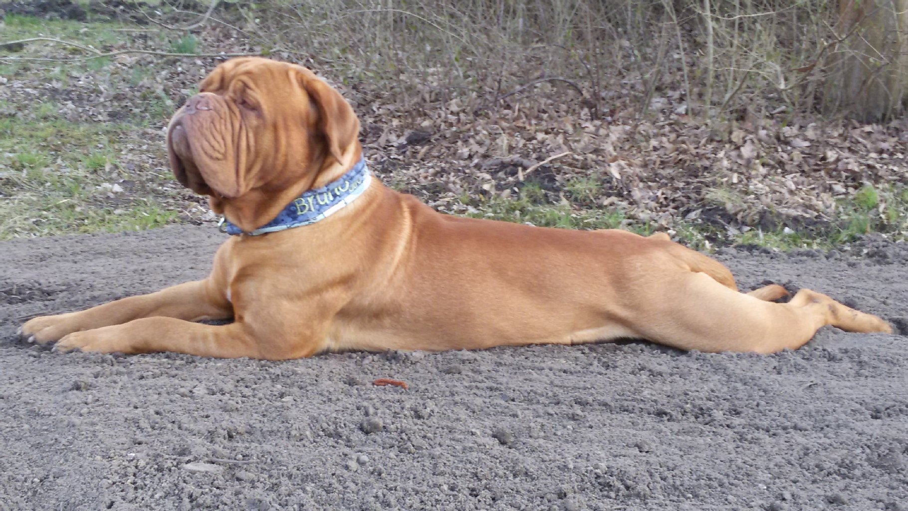 Bruno (2): Der Bourdeauxdoggen Rüde ist verträglich, verschmust, mag Kinder, liebt das Wasser und auch jedes Modderloch. Er hat schon einen Spielfilm und vier Werbespots gedreht und ist in zwei Kinofilmen zu sehen.