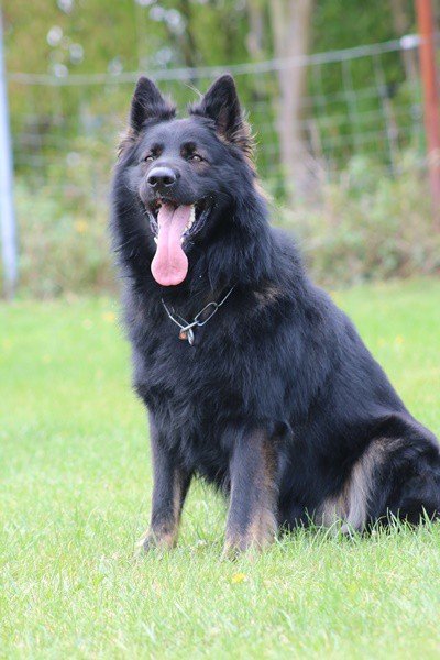 Rocky (2): Der Altdeutsche Langhaar-Schäferhund ist sehr kinderlieb, schlau und zuverlässig, schmust gerne und ist für jeden Blödsinn zu haben. Am liebsten mag er es, wenn man ihm sein schönes langes Fell kämmt.  
