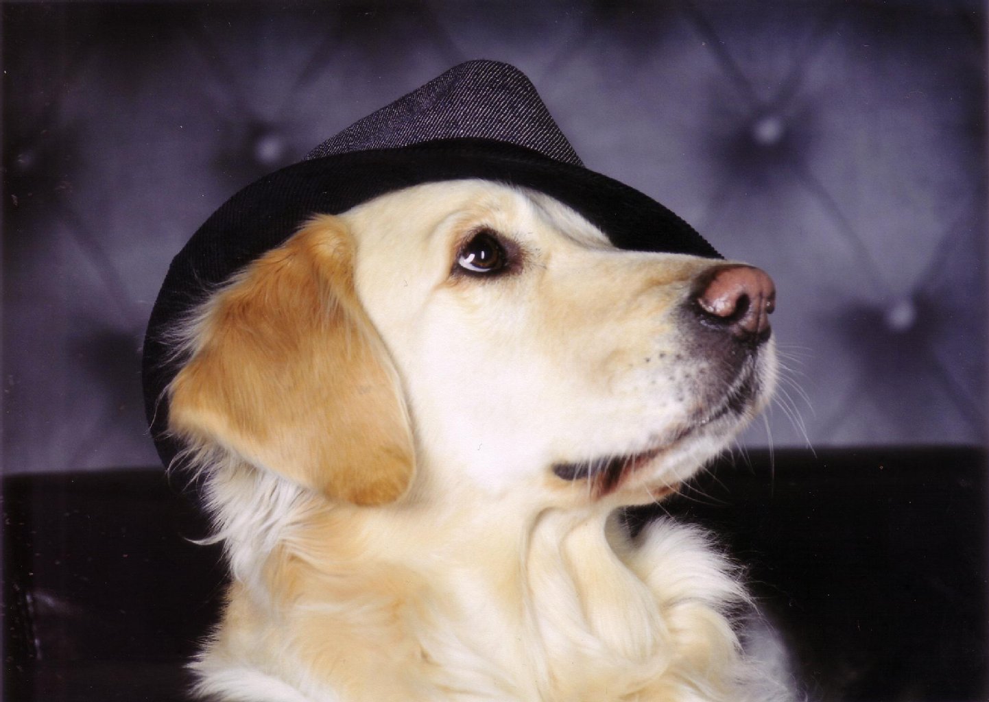 Luna (6): Der Golden Retriever ist total verschmust, eine Wasserratte und Balljunkie.