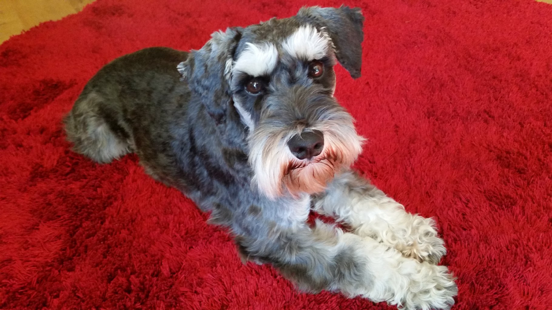 Amadeus (2): Der Zwergschnauzer liebt das Wandern mit Frauchen und Herrchen in den Bergen. Sein Lieblingsspielzeug ist der Wurfball, er ist sehr neugierig, schlau und  sehr gelehrig  