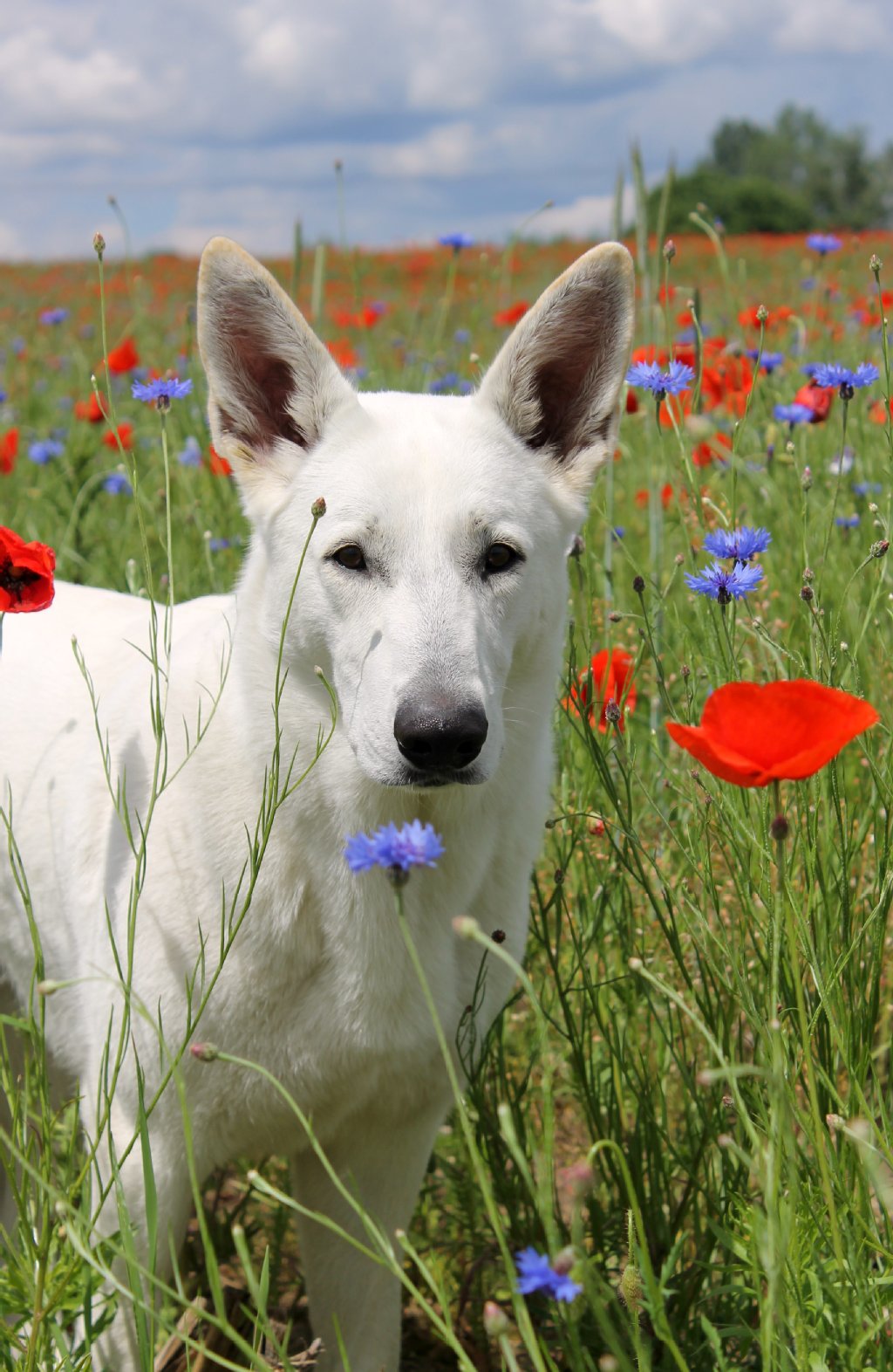 Amy (4): Der Weiße Schweizer Schäferhund ist sehr zuverlässig, freundlich, kinderlieb und immer bereit für neue, gemeinsame Abenteuer. Zusammen mit Frauchen ist sie ein geprüftes Rettungshundeteam im Bereich der Flächensuche und zeigt beim „Herumkommandieren“ ihrer Artgenossen durchaus Führungsqualitäten.