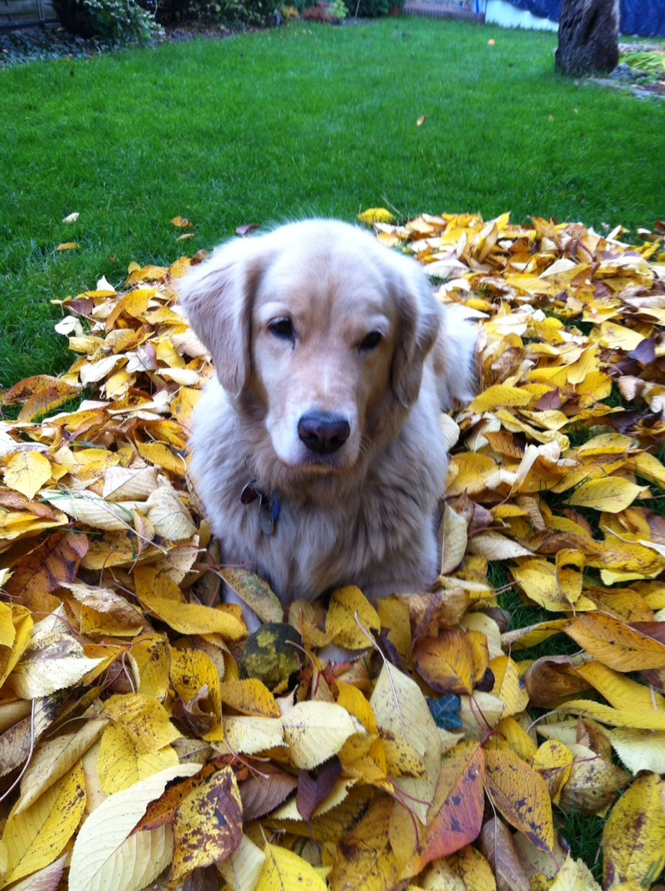 Laila (7 Jahre) ist ein Golden Retriever mit einem sehr gutmütigen Wesen. Deshalb verträgt sich mit allen Hunden. Suie frisst sehr gern und ist eine absolute Wasserratte.