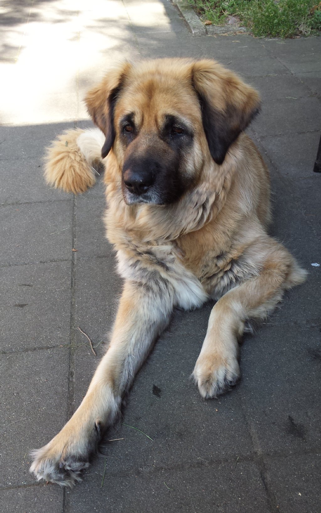 Santi (6 Jahre) ist eine Echte-Leonberger-Hündin, die sehr, sehr lieb ist und jeden einschl. Katzen mag. Am liebsten hat sie kleine Kinder.