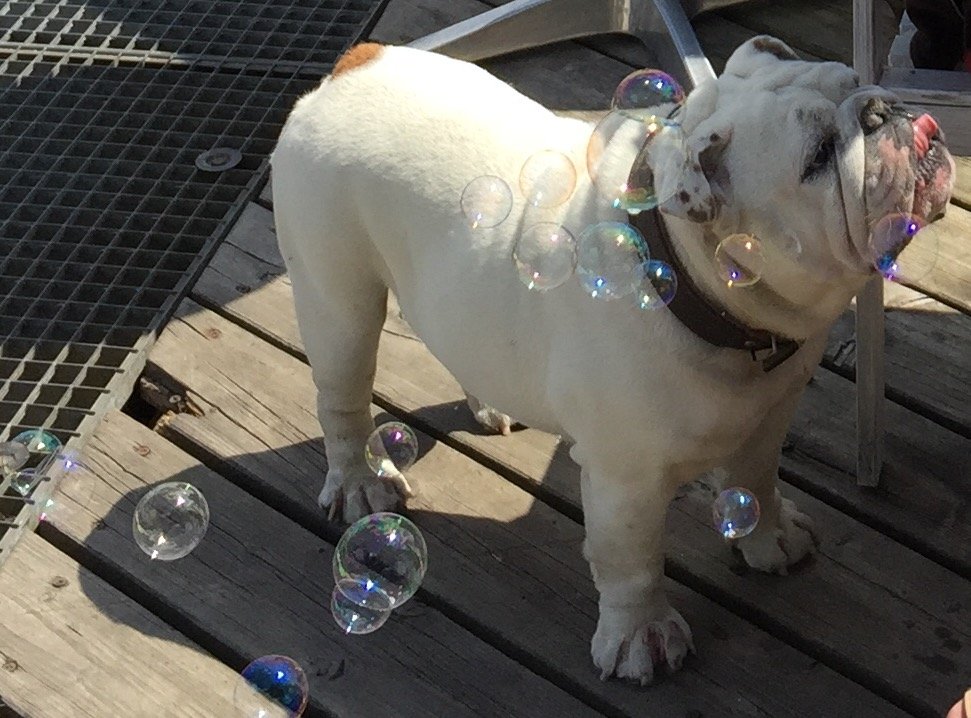 Nacho (7 Jahre) ist eine sehr gemütliche und immer hungrige Englische Bulldogge, die alles und jeden mag! Er ist ein richtiger Clown und bringt die besitzer jeden Tag zum Lachen.