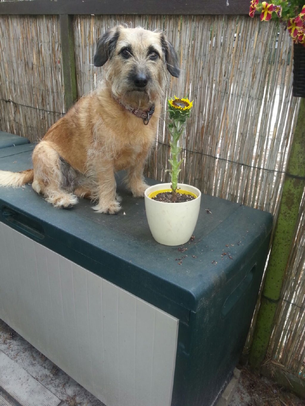 Carla (7 Jahre), ein Steirische-Bracke-Mix, ist gewieft, kann sich stark durchsetzen und gibt die Marschroute vor. Sie mag Leute, vor allem Kinder und geht auch gern auf Schmusekurs!