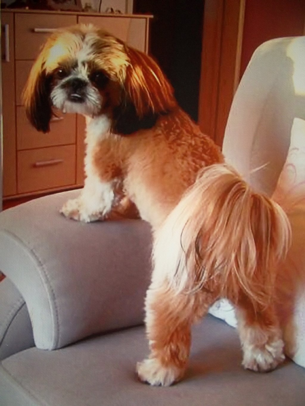 Jule (2 Jahre) ist ein verspielter und verschmuster Shih Tzu, der sich mit anderen Hunden versteht und jeden begrüßt - egal wie groß. Sie bleibt am Bordstein selbständig stehen und überquert die Straße nur nach Aufforderung. Zuhause holt oder bringt sie Gegenstände - am liebsten ihr Gassigeschirr - mit großem Eifer.