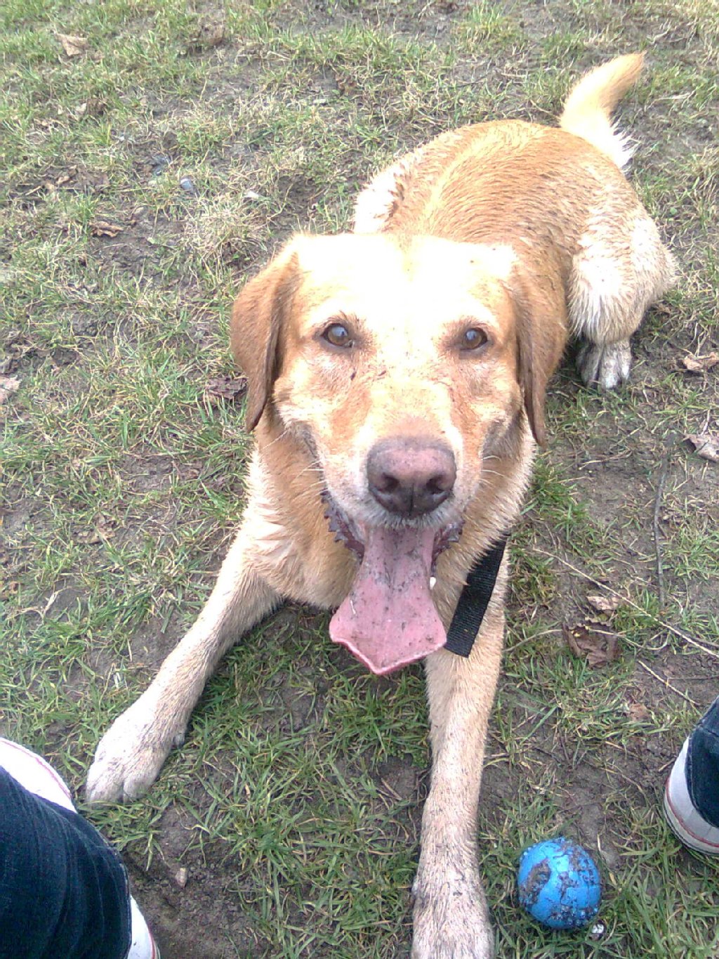 Wotan (8 Jahre) ist eine verspielter und sehr verschmuster Labrador mit einem starken Beschützerinstinkt.