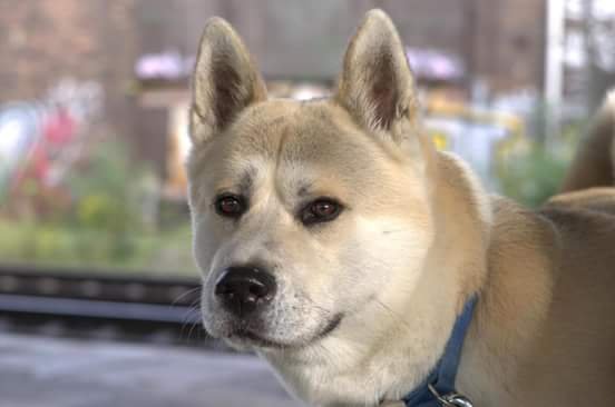 Barclay (8 Jahre) ist ein sehr gemütlicher, immer friedlicher, sehr treuer Akita Inu, der gerne der Chef zuhause sein möchte. Für Eierkuchen und Leberwurst würde er alles machen.