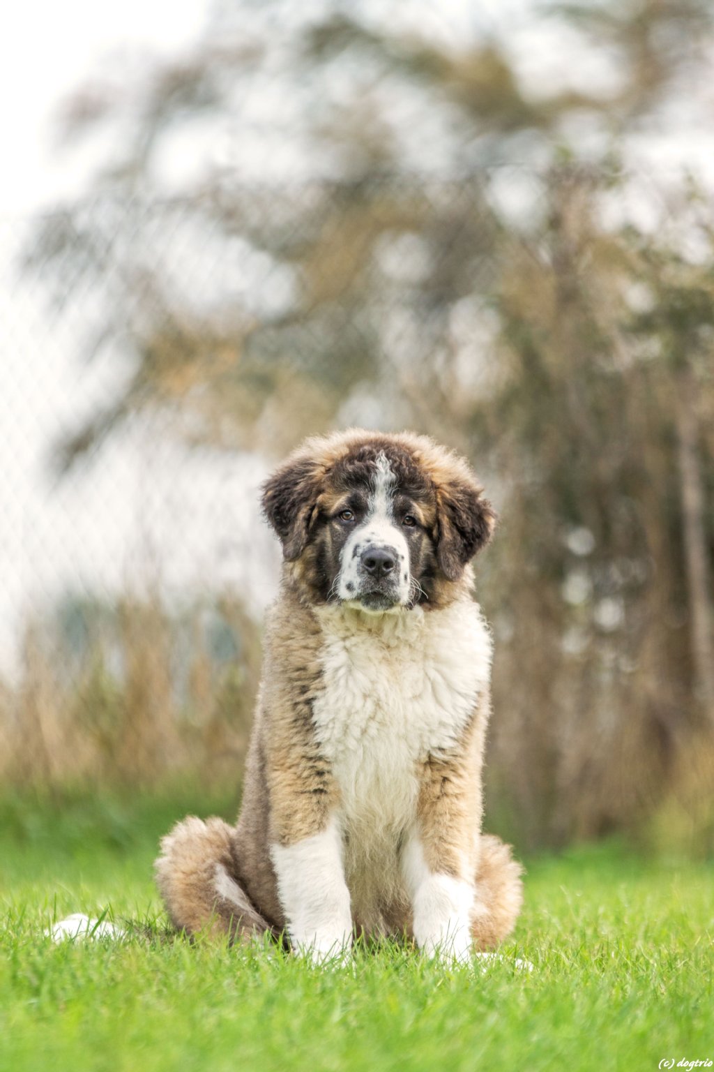 Ben (4 Monate) ist ein Germanischer Bärenhund. Er ist sehr lieb, gehorsam und verspielt und will einmal ein ganz Großer werden.  
