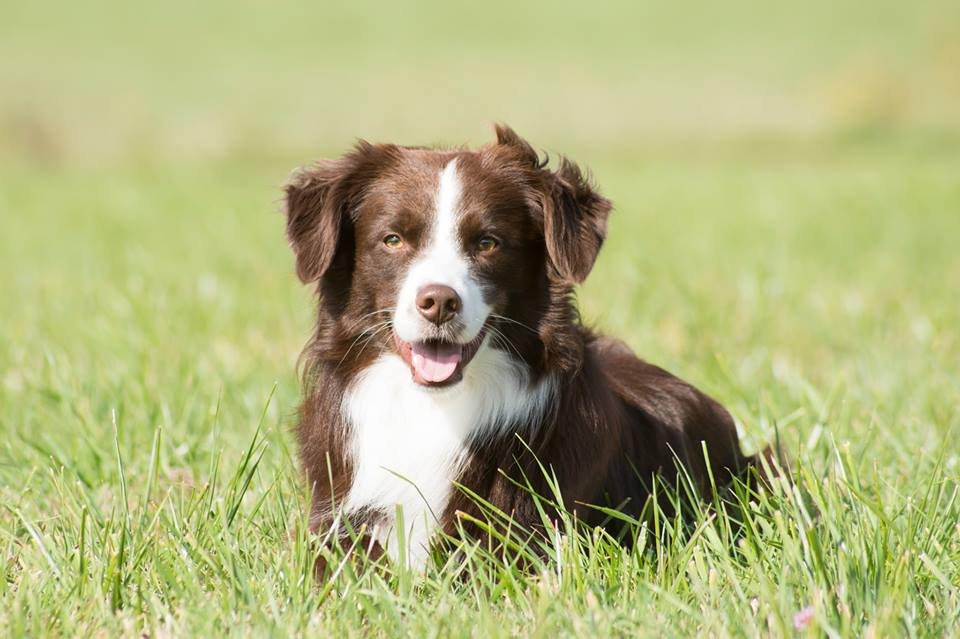 Coda (2,5 Jahre) ist ein Australien Shepherd Rüde, der im Hundesport unterwegs ist, DogDancing macht und Frisbee spielt.