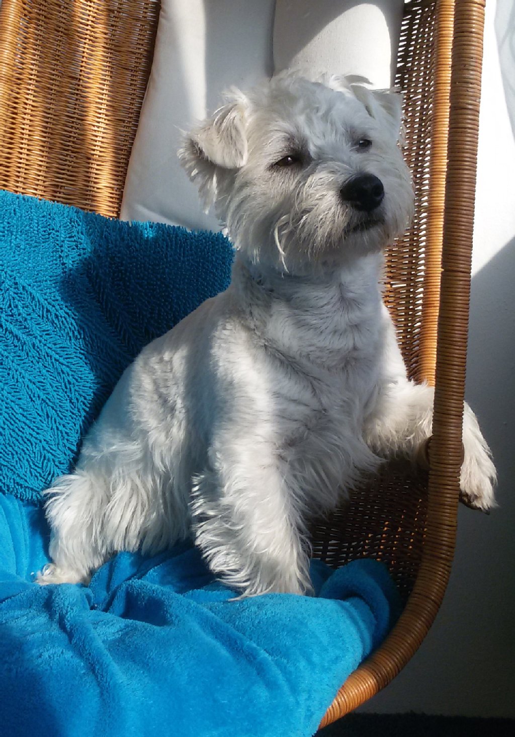 Kalle (1,5 Jahre) ist ein temperamentvoller, lieber, mutiger und anhänglicher Westie. Seine Ohren stehen zwar nicht aber er gehorcht trotzdem. 