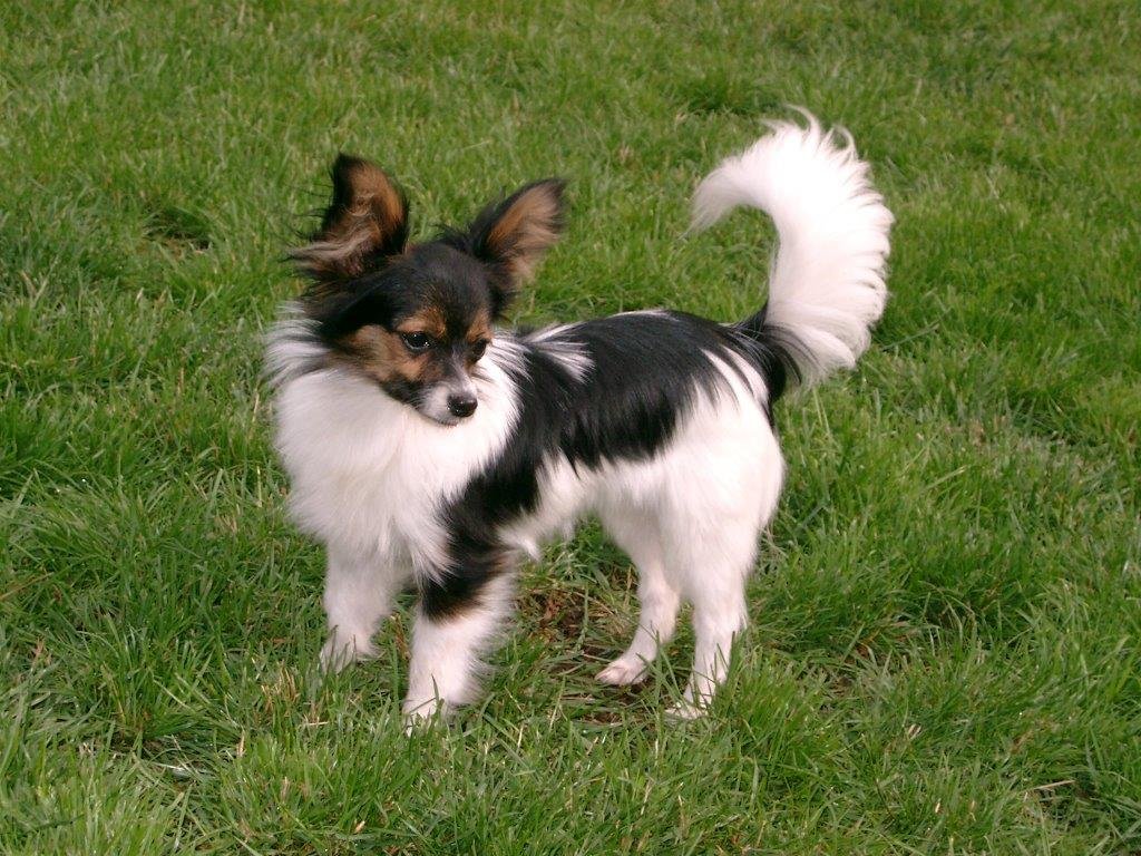 Fibi (8 Jahre) ist eine liebe, verkuschelte und kinderfreundliche Papillon-Hündin.