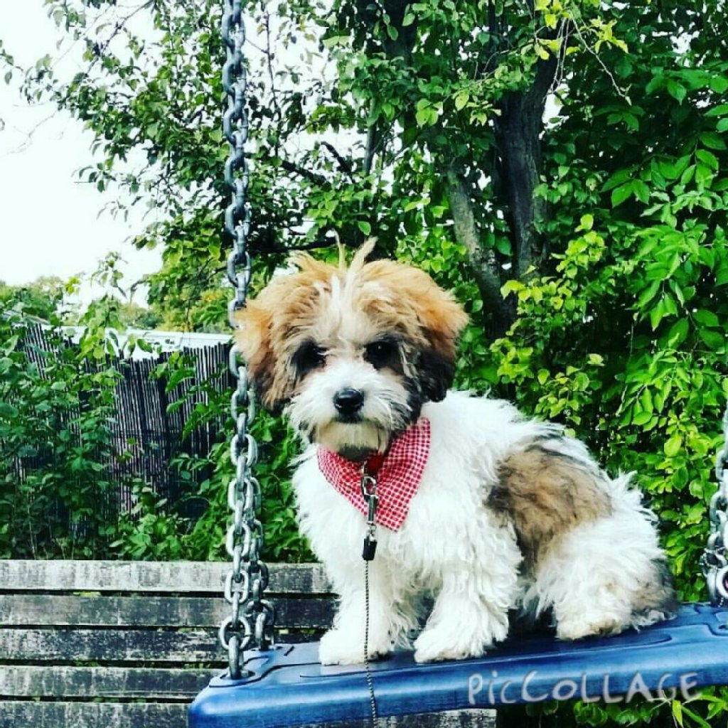 Holly (5 Monate) ist ein Bolonka Zwetna und noch sehr verspielt, aber sehr lernfähig. Vor ihr ist nichts sicher, am liebsten spielt sie mit Socken und Schuhen. Sie kann sehr lieb und schmusebedürftig sein.